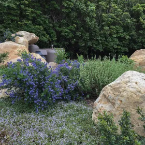 Ceanothus Concha & Salvia (Sage) Winifred Gillman in Montecito garden designed by Isabelle Green. Ceanothus Concha