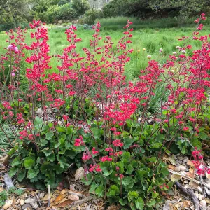 Heuchera Santa Ana Cardinal in Meadow border