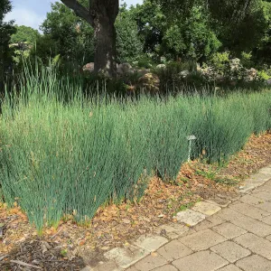 Juncus patens at edge of pond, SBBG