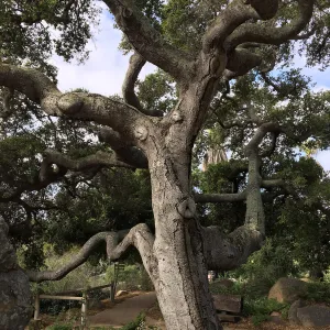 Quercus agrifolia (Coastal Live Oak) next to Information Kiosk