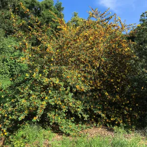 Fremontodendrons at the Tunnel Triangle