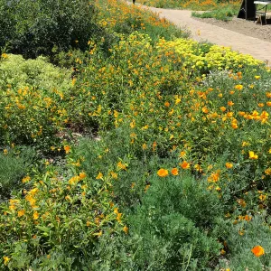 Eriogonum Shasta Sulfur, California Poppy, Meadow Border