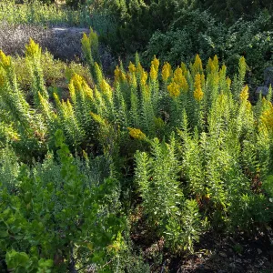 Solidago elongata, groundcover display