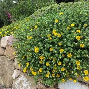 Grindelia Rays Carpet, PCC driveway