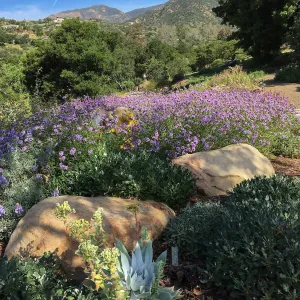 Entry at the PCC with Verbena de la Mina