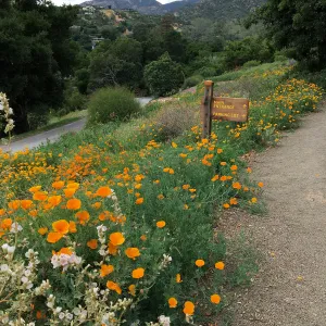 Wildflowers on Southwest Trail (California Poppy)