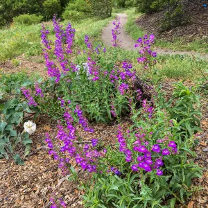 Penstemon spectabilis on Southwest Trail