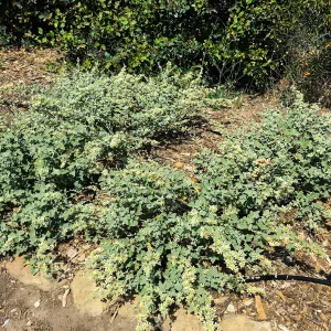 Sphaelralcea sulphurea, PCC Baja garden