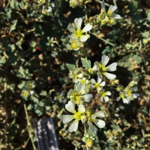 Sphaeralcea sulphurea, PCC Baja garden