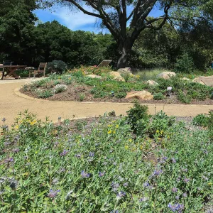 Salvia (Sage) Allen Chickering and Entry pots with Cercis occidentalis at the Water Wise Home Garden