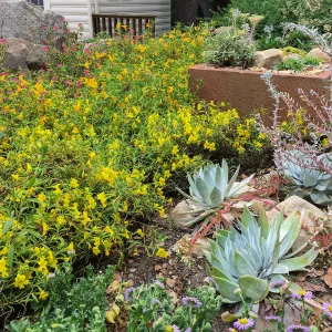 Diplacus Jelly Bean Yellow at the Water Wise Home Demonstration Garden