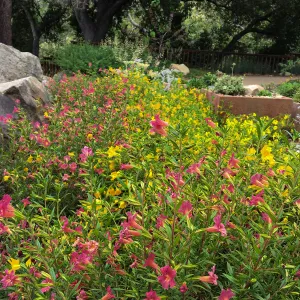 Diplacus Jelly Bean Yellow & Trish at the Water Wise Home Demonstration Garden