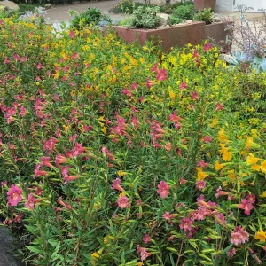 Diplacus Jelly Bean Yellow & Trish at the Water Wise Home Demonstration Garden