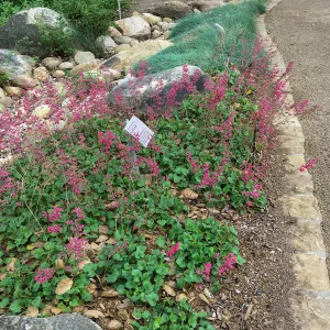 Heuchera at the Water Wise Home Demonstration Garden