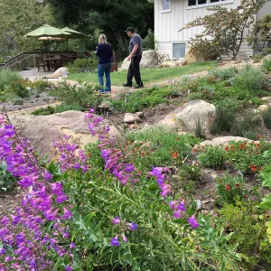 Penstemon spectabilis at the Water Wise Home Demonstration Garden