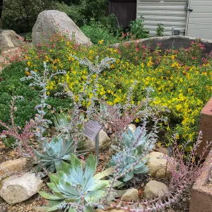 Dudleya brittonii at the Water Wise Home Demonstration Garden