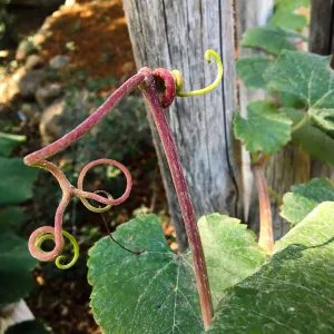 Vitis tendrils on fence at the Teahouse