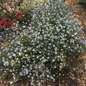 Erigeron divergens at Betsy Collins Garden