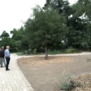 Discussing condition of Meadow Oaks (Coastal Live Oak)