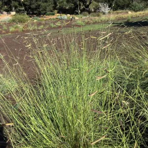 Blue grama in the Meadow