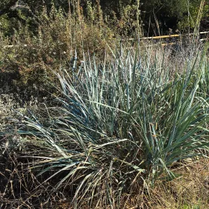 Leymus Canyon Prince