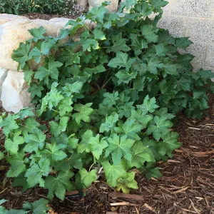 Malva Purissima in the Island View Garden