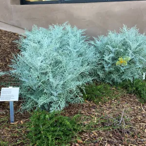 Constancea nevinii in Conservation Collection planters at the PCC