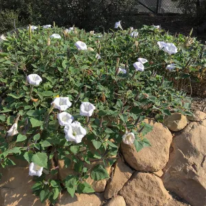 Datura wrightii