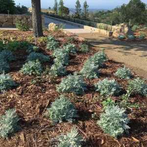 Constancea nevinii planting under Quercus tomentella at Island View Garden entrance