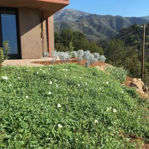Calystegia Anacapa Pink as ground cover at the Island View Garden