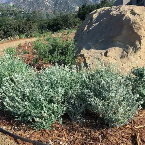 Salvia Dudleya Baja Blanca in the Island View Garden