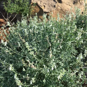 Salvia (Sage) Baja Blanca in the Island View Garden