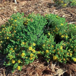 Deinandra clementina in the Island View Garden