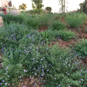 Verbena de la Mina at the Island View Garden