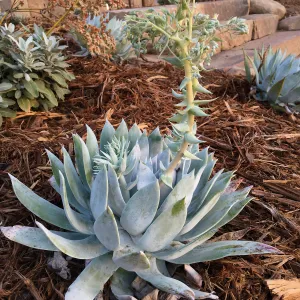 Dudleya brittonii at the Island View Garden