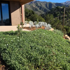 Calystegia Anacapa Pink as groundcover at the Island View Garden