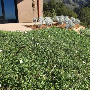 Calystegia Anacapa Pink as groundcover at the Island View Garden