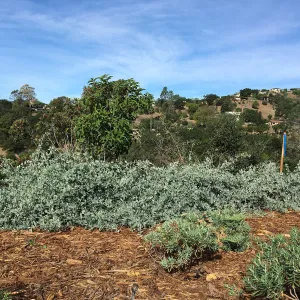 Anacapa Island form of Atriplex lentiformis at the Island View Garden