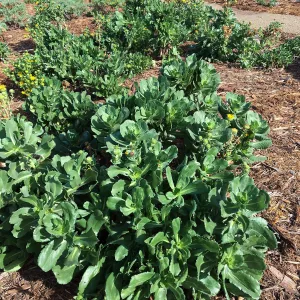 Grindelia hirsutula at the Island View Garden
