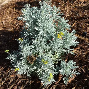 Perityle incana at the Island View Garden