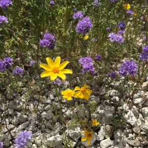 Phacelia & Monolopia wildflowers at Gem Hill, Kern County