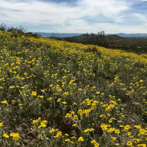 Monolopia lanceolata wildflowers along Mojave-Tropico Rd in Kern County