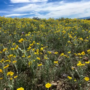 Monolopia lanceolata wildflowers along Mojave-Tropico Rd in Kern County