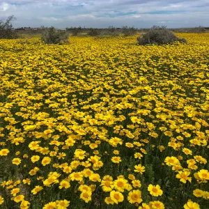 Coreopsis bigelovii wildflowers along Holt St near Mojave, Kern County