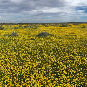 Coreopsis bigelovii wildflowers along Holt St near Mojave, Kern County