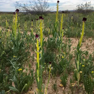 Field of Caulanthus californicus wildflowers along Randsburg-Mojave Rd Kern County