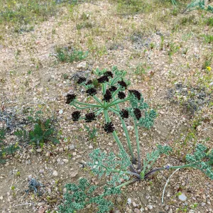 Lomatium mohavense Red Rock Canyon Kern county