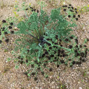 Lomatium mohavense Red Rock Canyon Kern county