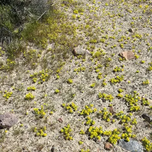 Lepidium flavum var. flavum, Red Rock Canyon Kern county