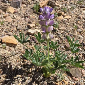 Lupine, Red Rock Canyon, Kern county